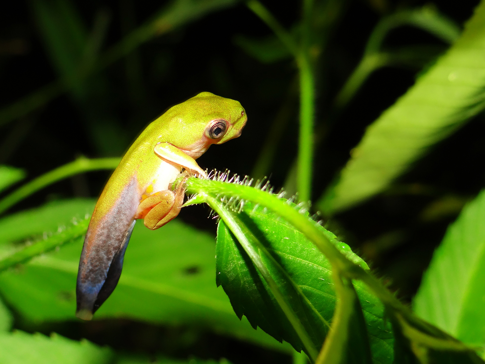 Pithecopus gonzagai 02